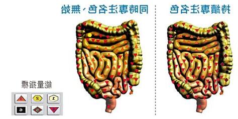 腸胃 脈輪